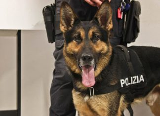 Palermo, cane trova droga in una cesta della biancheria: arrestato 41enne 41enne